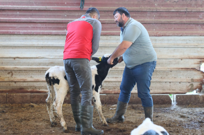 Muğla’da Buzağı Kayıplarını Azaltacak Proje Hayata Geçiyor