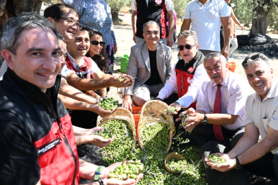 Türkiye’de Sezonun İlk Zeytin Hasadı Dikili Bademli’de Gerçekleştirildi