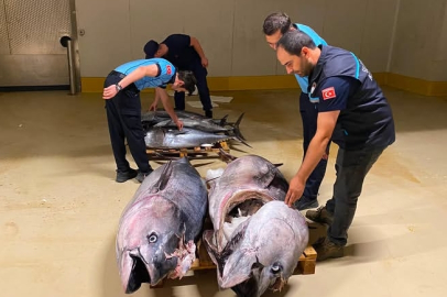 700 Kilo Orkinosa El Konuldu