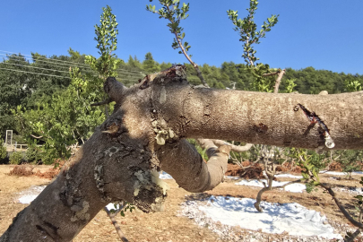 Muğla'da Sakız Hasadı Başladı