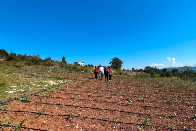 Zonguldak’ta Yem Bitkileri Üretimine Maralfalfa Desteği