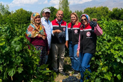 Cimin Üzümünde 2026 Hasat Sevinci