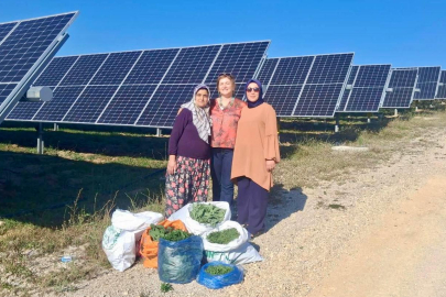 Ladik GES'te Agrivoltaik Tarımda Hasat Zamanı