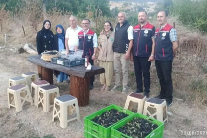 Bolu’da Organik Aronya Hasadı Başladı