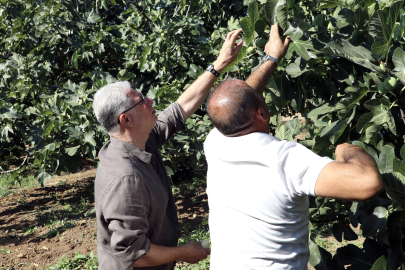 Mudanya’da İncir Hasadı Sürüyor