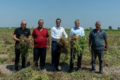 Adana’da Coğrafi İşaretli Yer Fıstığında Hasat Sezonu Başladı