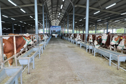 Ordu’da TULIP Projesi İle Üreticilere Gebe Simental Düve Desteği