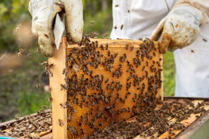 Arı Sağlığı Çalıştayı Sonuç Raporu Yayınlandı