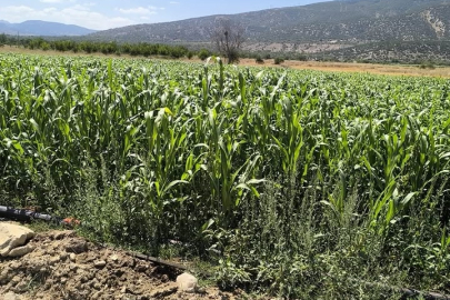 Isparta’da Sorgum-Sudan Otu Hasadı Başladı
