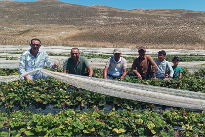 1850 Metre Rakımda Çilek Üretimi