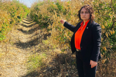 CHP'li Şevkin: "Dalda Çürüyen Ürün Tarım Politikalarının İflasıdır"