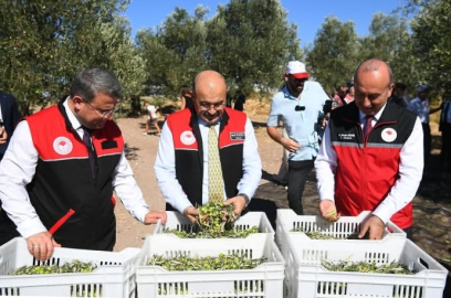 Balıkesir’de Zeytin Hasadı Başladı
