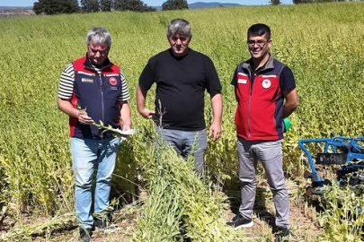 Bayramiç’te 7 Yerli Susam Çeşidi Makineli Hasatla Test Edildi
