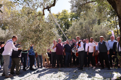 Bursa'nın Zeytin Mirası Gemlik ve Orhangazi'de Yaşatılıyor