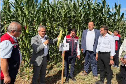 Beykoz Tarlalarında Yerli Mısır Çeşitleri Tanıtıldı