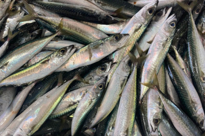Ege ve Akdeniz Kıyılarında Sonbahar Örneklemeleri Başladı