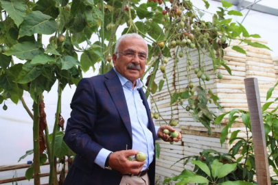 Karadeniz’de Tropikal Meyveler Yetişiyor