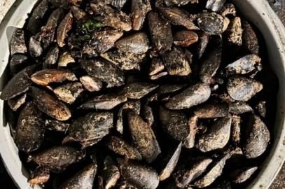 Bolu’da 650 Kilogram Menşei Belirsiz Midye Ele Geçirildi