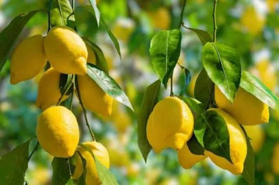 Adana Limonunda İhracat Endişesi: Üretici Alternatif Rota Bekliyor