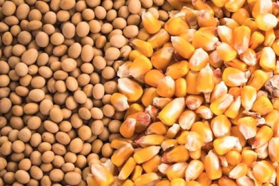 Mısır ve Soya Çeşitlerinin Geçerlilik Süresi Uzatıldı