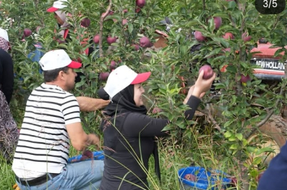 Türkiye’de Üretilen Üç Elmadan Biri Isparta'dan