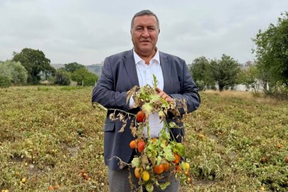 CHP'li Gürer: ''Domates Üreticisi Ürününden Para Kazanamıyor''