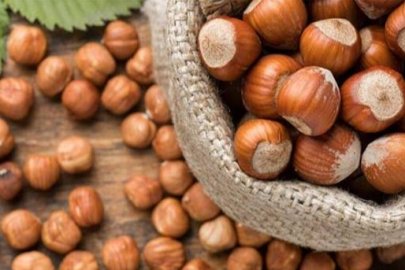 Giresun Ziraat Odası’ndan Fındık Fiyatları İçin Acil Tedbir Çağrısı
