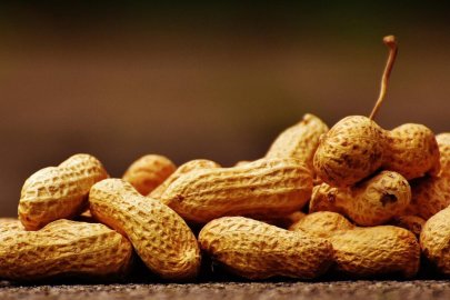 Osmaniye Yer Fıstığında Hasat Başladı