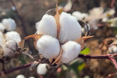 Türk Pamuğu İçin İşbirliği
