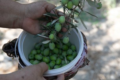 Büyükşehir'in Zeytin Fidanları Ürün Verdi