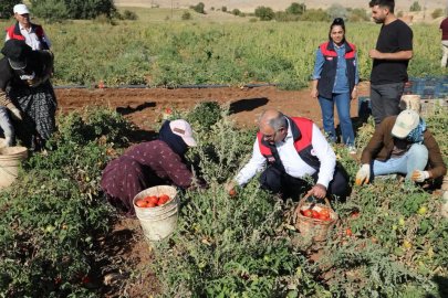 Elazığ’da Domates Üretiminde Rekolte Artışı Bekleniyor