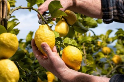 Eylül'de Üretici ve Market Arasındaki Fiyat Farkı En Fazla Limonda!