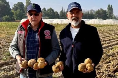 UĞUR 51 Patates Çeşidinde Hasat Tamamlandı