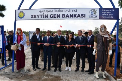 Harran Üniversitesi’nde Zeytin Gen Bankası Açıldı