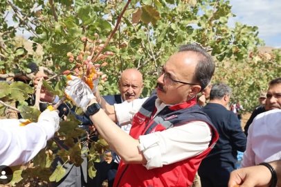 Siirt Fıstığında Yeni Hasat Sezonu Başladı