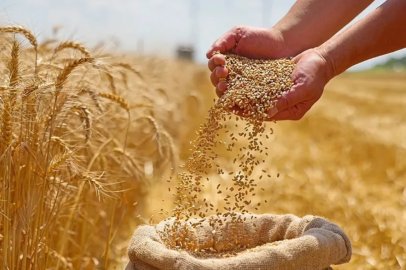 TMO Ekim Ayında 5,5 Milyon Ton Buğdayı Piyasaya Sunacak