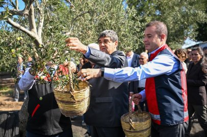 Başkan Akın Zeytin Hasadına Katıldı