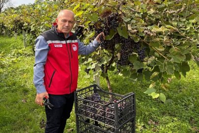 İsabella Üzümünde Hasat Sevinci