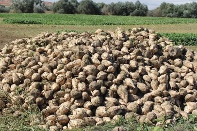 Şeker Pancarı Tarlasında Kök Çürüklüğüne Karşı Doğal Çözüm
