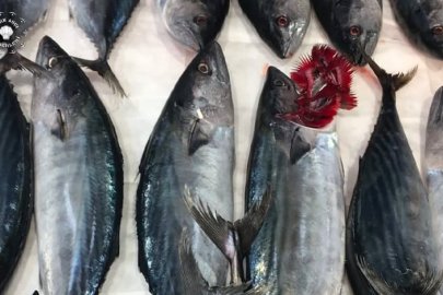 Palamut Bolluğu Fiyatları Düşürdü, İSTDEMBİR'den Çağrı Geldi