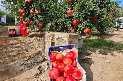 Selçuk’ta Yılın İlk Nar Hasadı Gerçekleştirildi