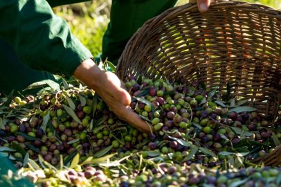 21. Burhaniye Zeytin ve Zeytinyağı Hasat Festivali 6-7 Kasım’da