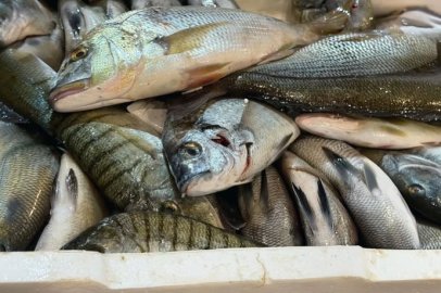Buca Balık Halinde 45 Kilogram Su Ürünü Ele Geçirildi