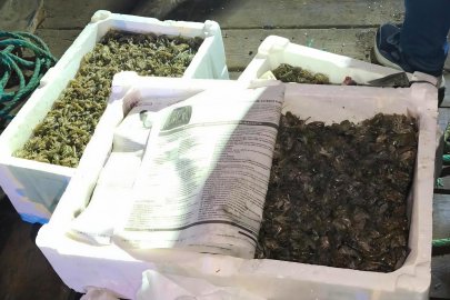 İzmir’de Kaçak Deniz Canlısı Operasyonu: 45 KG Canlı Mamun Ele Geçirildi!
