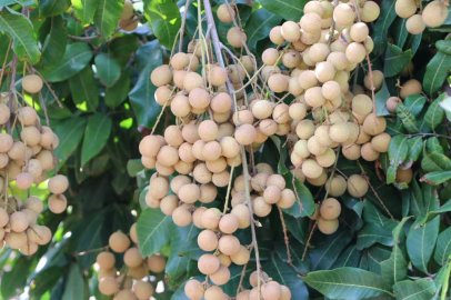 Antalya’da Kohala Longanda Hasat Heyecanı