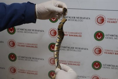 Kapıkule Gümrük Kapısı’nda 67 Canlı Piton Ele Geçirildi