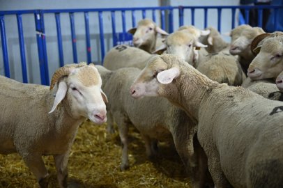 Büyükşehir’den Hayvancılığa Güç Katacak Destek