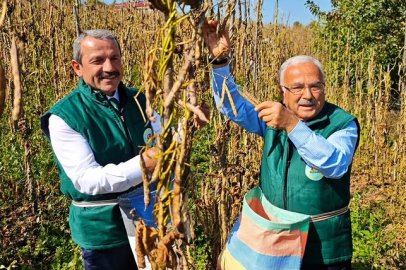 Coğrafi İşaretli Akkuş Şeker Fasulyesi’nde Hasat Heyecanı