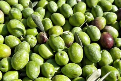 Eskişehir’de Erken Hasat Zeytinleri Toplandı