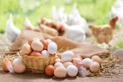 Tavuk Yumurtası Üretimi 2,04 Milyar Adet Oldu